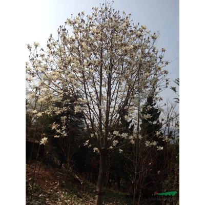 浙江紅楓基地 大小規格紅楓出售 18公分紅楓供應