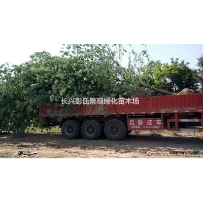 優(yōu)質(zhì)特價(jià)樸樹(shù) 浙江樸樹(shù) 湖州樸樹(shù) 長(zhǎng)興樸樹(shù)低價(jià)出售產(chǎn)地直銷(xiāo)