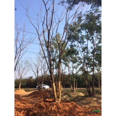 三角楓6行情報價/三角楓6圖片展示