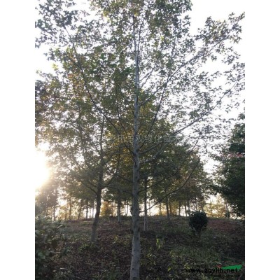 浙江供應馬褂木6規格*