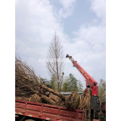 紅葉石楠球2圖片/紅葉石楠球2報價