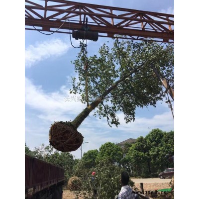 浙江美人梅4介紹