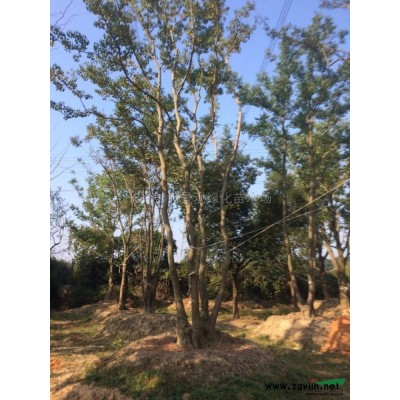 柳樹3圖片\柳樹3報價