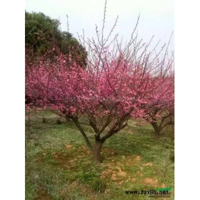 紅葉石楠5*新價格/紅葉石楠5報價