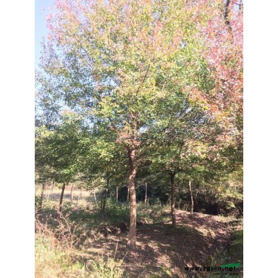 大小紅梅美人梅圖片\大小紅梅美人梅報價