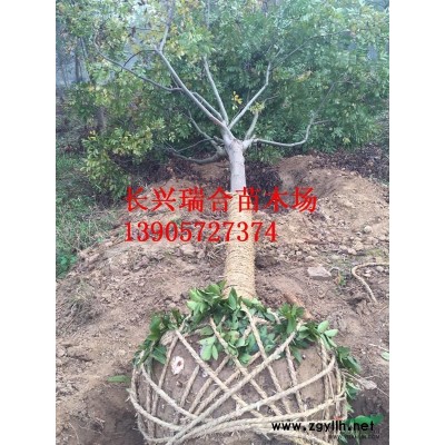 浙江紅梅樹(shù)價(jià)格 8-25公分紅梅報(bào)價(jià)