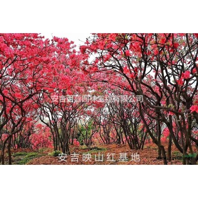 浙江大量出售高山精品全冠映山紅