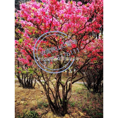 高山全冠粗壯型映山紅出售行情報價/高山全冠粗壯型映山紅出售圖片展示