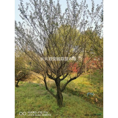 優質特價浙江沼生櫟 湖州沼生櫟 長興沼生櫟 湖州娜塔櫟產地直銷