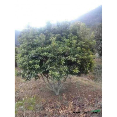 優(yōu)質(zhì)特價浙江茶梅球產(chǎn)地直銷