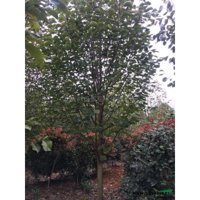 浙江供應烏桕2規格*