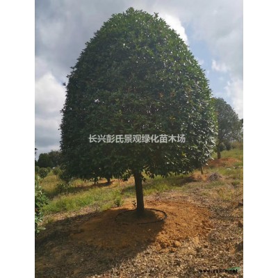 楓香4行情報價/楓香4圖片展示