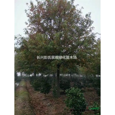 浙江濕地松信息