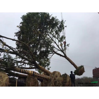 浙江大土球香樟圖片/精品香樟供應