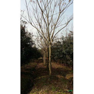 馬褂木4行情報價\馬褂木4圖片展示