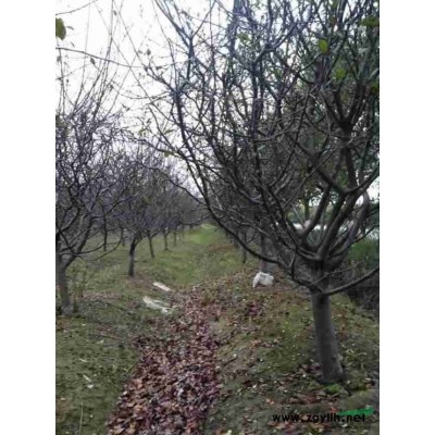 浙江垂絲海棠信息