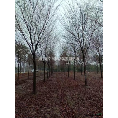 浙江大葉女貞 海寧大葉女貞價格