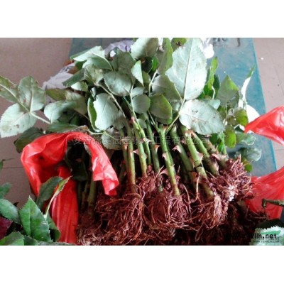 法國薰衣草花2行情報價\法國薰衣草花2圖片展示