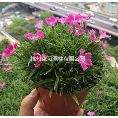 浙江供應2019黃金枸骨苗規格*