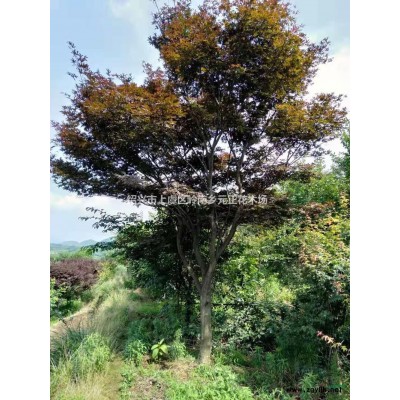 浙江晚櫻規(guī)格全/浙江紹興晚櫻價(jià)格/報(bào)價(jià)