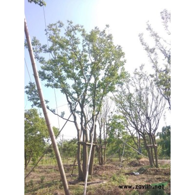 浙江長興60公分叢生容器樸樹價(jià)格優(yōu)惠/叢生容器樸樹產(chǎn)地直銷產(chǎn)地直銷