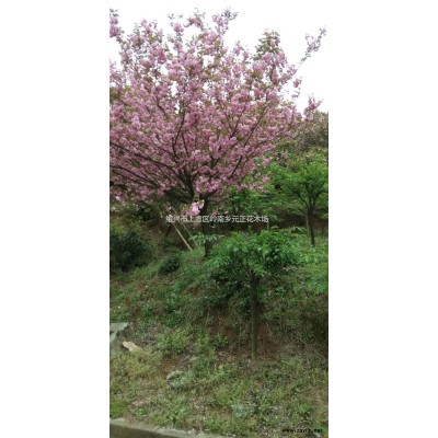 浙江紹興染井吉野早櫻圖片/浙江紹興染井吉野早櫻報價