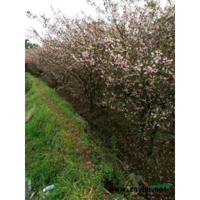 浙江羽毛楓大量供應