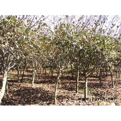 浙江3-20公分櫻花