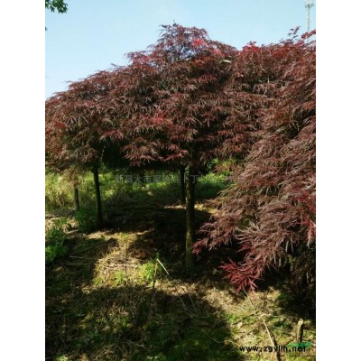 浙江紅梅批量供應