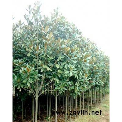 桃形李行情報(bào)價(jià)/桃形李圖片展示