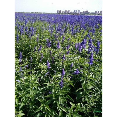 紅色玫瑰花2圖片\紅色玫瑰花2報(bào)價(jià)