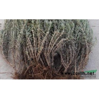 粉色玫瑰花2供應/粉色玫瑰花2圖片