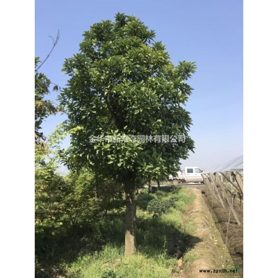 金華造型樹(shù)介紹 金華造型樹(shù)價(jià)格/供應(yīng)