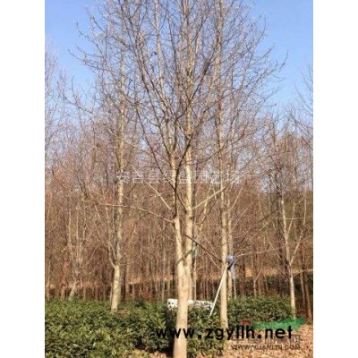 高桿紅葉石楠2行情報價\高桿紅葉石楠2圖片展示