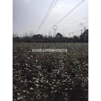 浙江供應高桿紅葉石楠規格*，大小規格高桿紅葉石楠批發供應