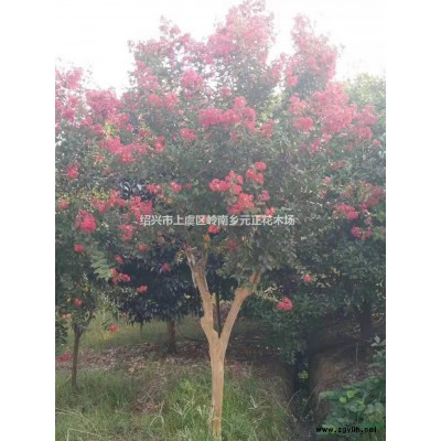 浙江紹興五針松行情報價/浙江紹興五針松圖片展示