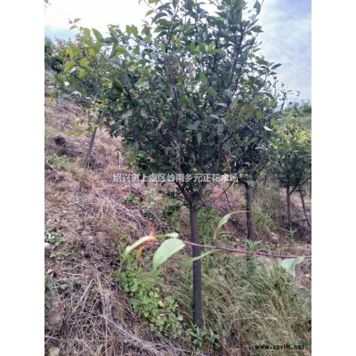 浙江紹興紅楓圖片/浙江紹興紅楓報價