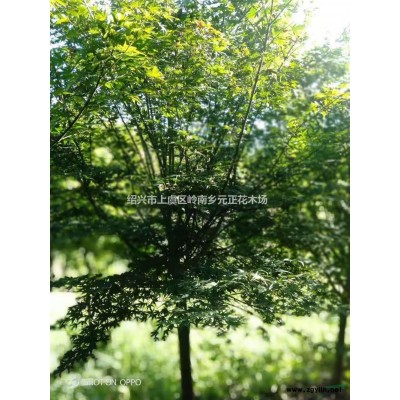 優質特價浙江紹興五針松產地直銷