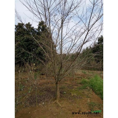 浙江紅楓*新報價/紅楓圖片