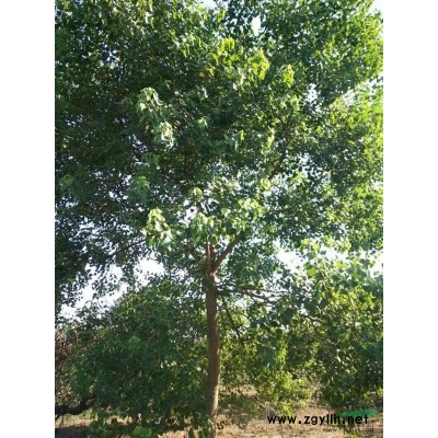 無患子、三角楓供應報價/浙江無患子、三角楓供應報價