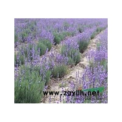 粉色玫瑰花報價/浙江粉色玫瑰花報價