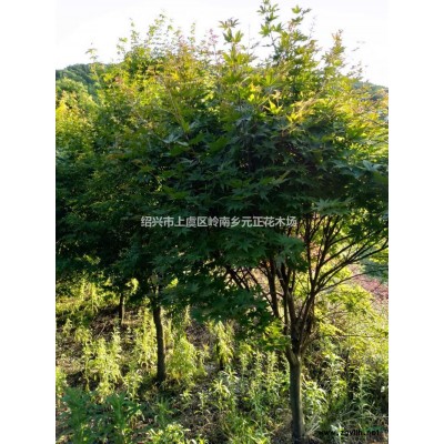 浙江紹興羽毛楓行情報(bào)價(jià)/浙江紹興羽毛楓圖片展示