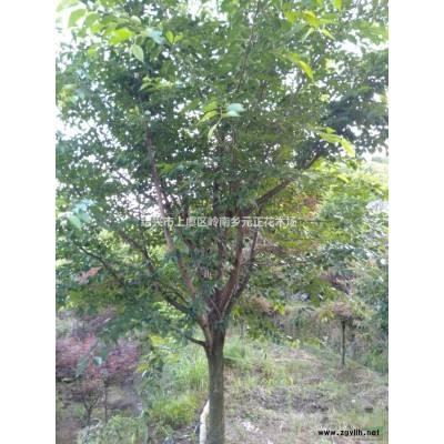 浙江紹興晚櫻圖片/浙江紹興晚櫻報(bào)價(jià)