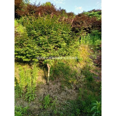 浙江紹興紅楓批發(fā)/供應(yīng)