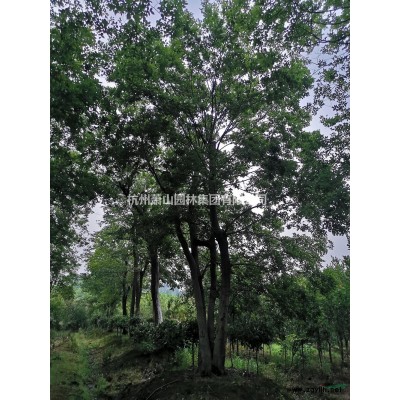 重陽木基地直供，重陽木工程苗，大小規格重陽木批發供應
