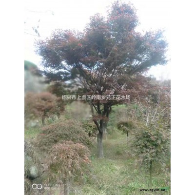 浙江紹興雞爪槭行情報價/浙江紹興雞爪槭圖片展示