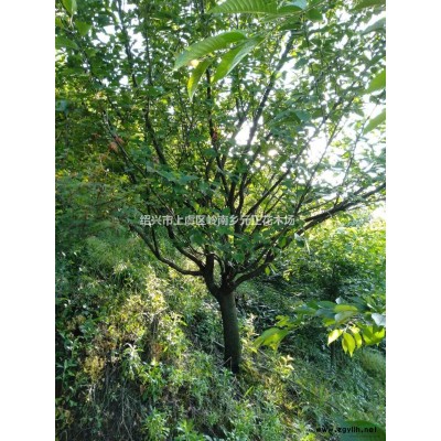 大小規格浙江上虞紅楓基地