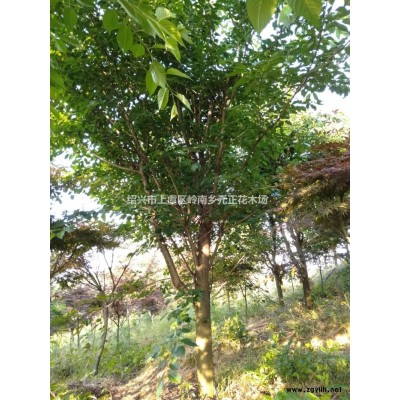 大小規格浙江紹興晚櫻基地