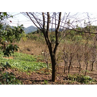 浙江紅梅低價供應