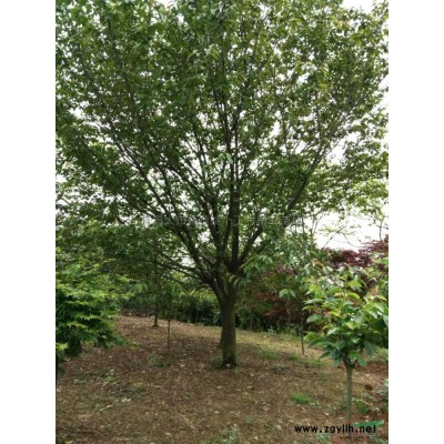 垂枝梅圖片\垂枝梅報價